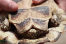 MArginated tortise .jpg