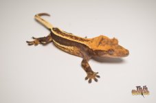 DARK EMPTYBACK QUADSTRIPE CRESTED GECKO.jpg