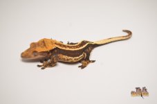 DARK EMPTYBACK QUADSTRIPE CRESTED GECKO1.jpg