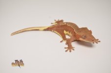 RED PHANTOM DALMATIAN LILLY WHITE CRESTED GECKO.jpg
