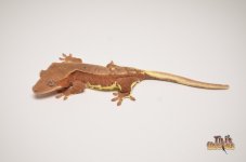 RED PHANTOM DALMATIAN LILLY WHITE CRESTED GECKO1.jpg