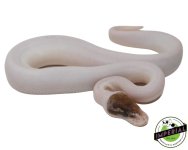 pinto-pied-ball-python-for-sale (1).jpg