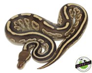 black-magic-ball-pythons-for-sale.jpg