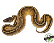 pastel-genetic-stripe-ball-python-for-sale.jpg