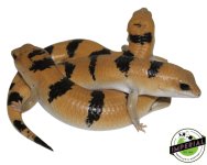 peter-banded-skinks-for-sale.jpg