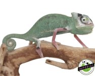 translucent-veiled-chameleon-for-sale.jpg
