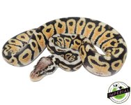 pastel-spotnose-ball-python-for-sale (1).jpg