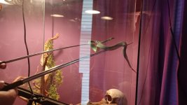 snake 3.jpg