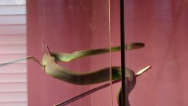 snake 2.jpg