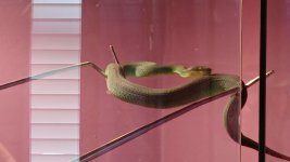 snake 1.jpg