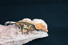 DSC_0741.jpg