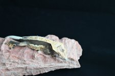 DSC_0645.jpg