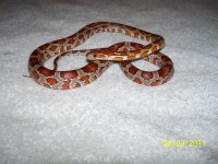 Snakes 4 sale........2 006.jpg