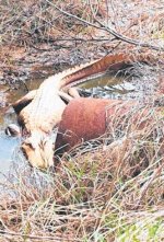 another-orange-gator.jpg