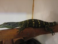 Copy of baby argus-croc 030.jpg