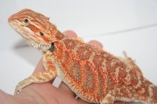 Red Tiger 100% het Trans Male2.jpg