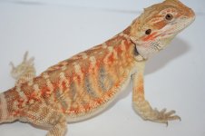 red leather 100% het trans male bigger1.jpg
