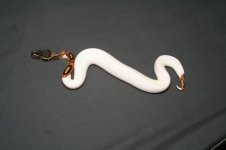 pied cv.jpg