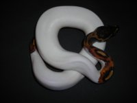 pied radiant.jpg