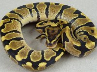Fire Male CSR1015_3.jpg