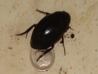 Water Scavenger Hydrophilus ovatus.jpg