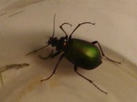 Beetle Calosoma scrutator.jpg