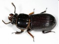 Bess Beetle 2.jpg