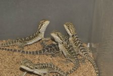hatchlings-2.jpg