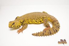 yellowuromastyx.jpg