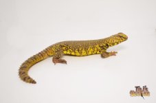 yellowuromastyx1.jpg