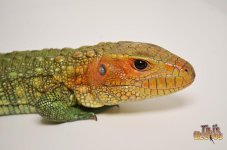 caiman.jpg