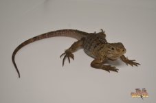 babylewisihybridiguana.jpg