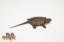 commonsnapper.jpg