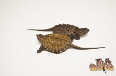 commonsnapper1.jpg