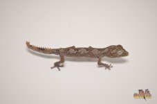 northernspinytailedgecko.jpg