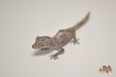 northernspinytailedgecko2.jpg