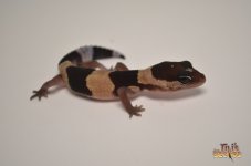 BANDED POSSIBLE HET OREO ZULU.jpg