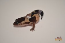 BANDED POSSIBLE HET OREO ZULU1.jpg