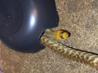 Woma 1.jpg