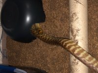 Woma 2.jpg