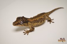 ABERRANT STRIPED GARGOYLE GECKO.jpg