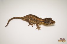 ABERRANT STRIPED GARGOYLE GECKO1.jpg