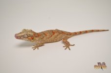 ORANGE BLOTCHED BANDED GARGOYLE GECKO1.jpg