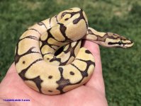 MojoSpiderM 6-18-21.jpg