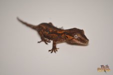 ORANGE ABERRANT STRIPED BABY GARGOYLE GECKO.jpg