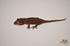 ORANGE ABERRANT STRIPED BABY GARGOYLE GECKO1.jpg