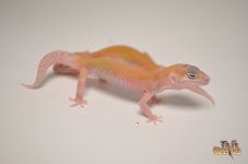 RAPTOR LEOPARD GECKO.jpg