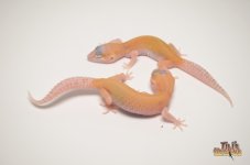 RAPTOR LEOPARD GECKO1.jpg