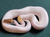 20bm002femaleYBMojavepied3k.jpg