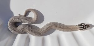 Axanthic Super full body.jpg